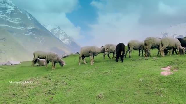 Moviesda.Mobi - Mukhbir The Story of a Spy 2026 Original 360p HD.mp4